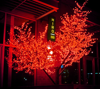 Red Cherry Blossom Tree