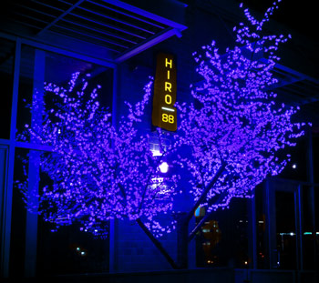 Blue Cherry Blossom Tree