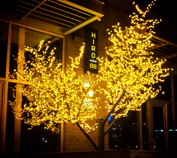 Yellow Cherry Blossom Tree Blossom | Brite Ideas Yellow Cherry Blossom Tree